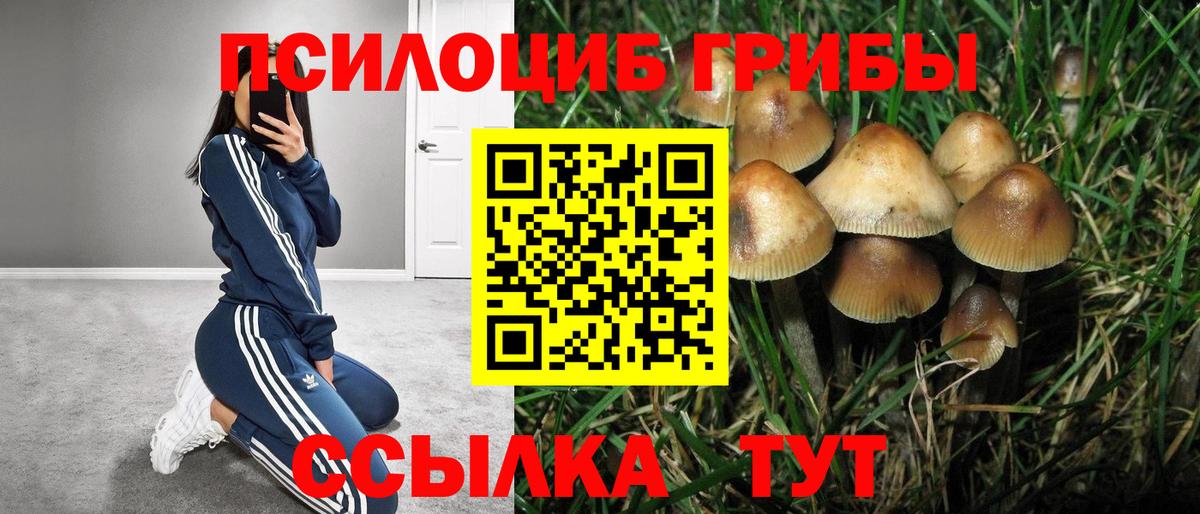 Псилоцибиновые грибы Cubensis  Вход с VPN  наркотики  Каменка 